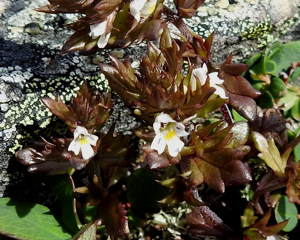 Euphrasia salisburgensis - otasilmäruohon teriö on valkoinen, yhdislehtinen, lyhyttorvinen ja päästään kaksihuulinen. Se on takasivultaan, torven tyvestä ylähuulen kärkeen mitaten, 6-7 mm pitkä. 17.7.2023. Copyright Hannu Kämäräinen.
