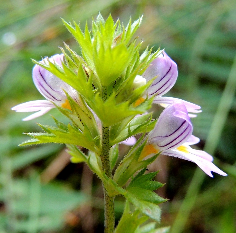 Euphrasia stricta - ketosilmäruohon teriö on yhdislehtinen, lyhyttorvinen ja tumman sinipunajuovainen. Se on takasivultaan, torven tyvestä ylähuulen kärkeen mitaten, 7-10 mm pitkä. PeP, Pello, Mämmilä, Tornionjoki, Korpikoski Torniontien (tie E8/21) varressa, rantapenkka levähdysalueen kohdalla, 20.7.2013. Copyright Hannu Kämäräinen.