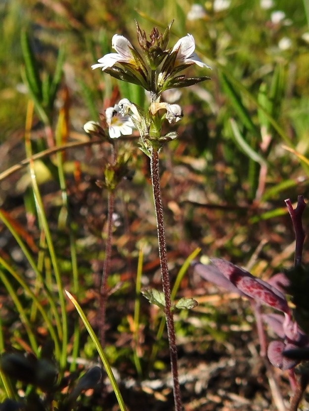 Euphrasia wettsteinii - pohjansilmäruohon toisella muunnoksella, lapinsilmäruoholla, kukinto jää useimmiten turjansilmäruohon kukintoa (edellinen kuva) lyhyemmäksi. KiL, Muonio, Olostunturi, lakialueen länsiosa, luonnonsuojelualueen etelälaita, tihkuvetinen tupasluikkaa, Trichophorum cespitosum, kasvava rinne lakialueen avokallion alalaidassa, 465 m mpy, 11.7.2018. Copyright Hannu Kämäräinen.