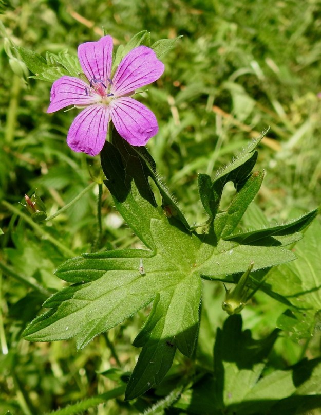 Geranium palustre - ojakurjenpolven teriö on säteittäisesti erilehtinen ja lähes punainen tai sinipunainen. EH, Hämeenlinna, Hauho, Hyömäki, Venehtiantien laide ja laitaoja Tyrnin tilan lähistöllä, 7.7.2021. Copyright Hannu Kämäräinen.