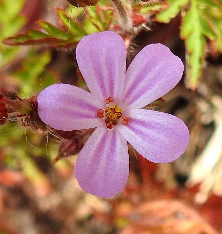 Geranium robertianum - haisukurjenpolven terälehdet ovat tavallisesti noin 9-13 mm pitkät ja leveimmältä kohtaa noin 2-3 mm leveät. Kuvassa teriön nielun keskellä näkyvä emiö luotteineen alkaa aktivoitua vasta, kun toinenkin hede-erä on lakastumassa pois. A, Maarianhamina, Länsisatama, Svibyvikenin itäranta, Badhusbergetin tyvi, Sjöpromenaden-rantatien ja merenrannan välinen, kivikkoinen rantapenger, 12.6.2024. Copyright Hannu Kämäräinen.