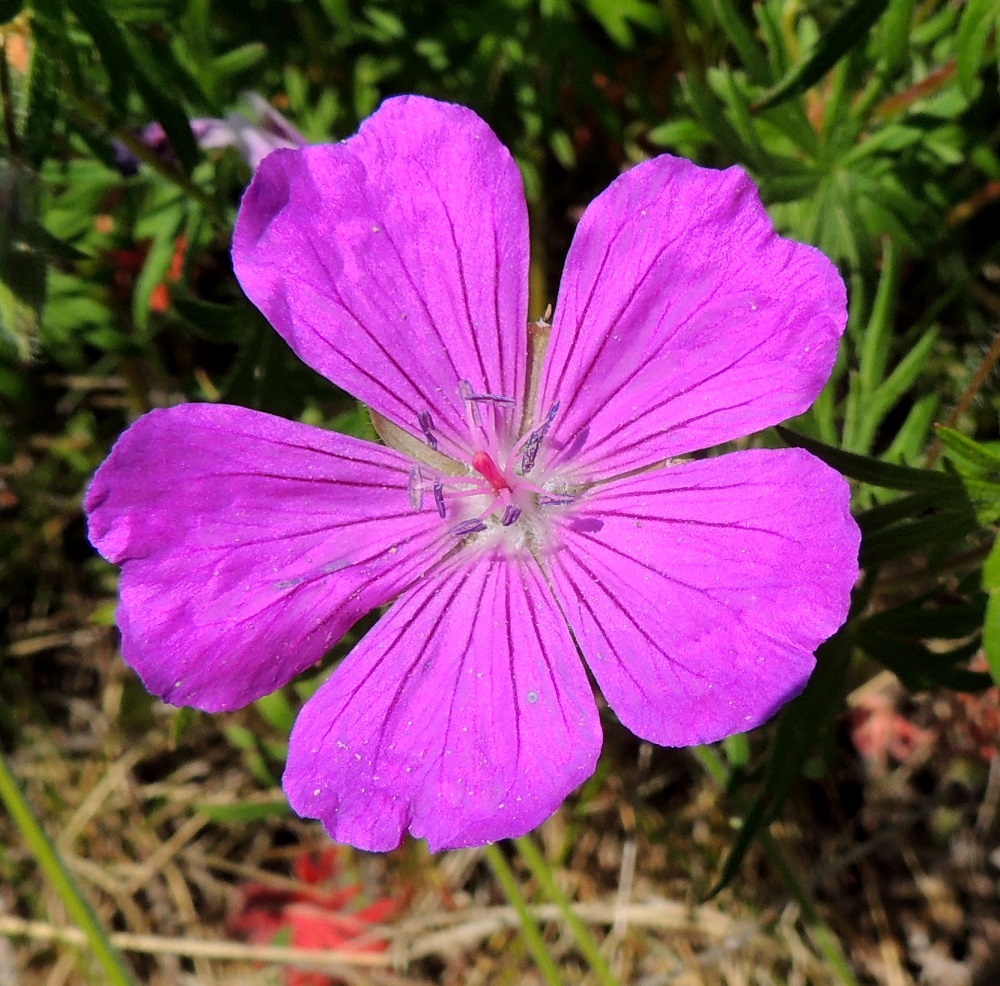 Geranium sanguineum - verikurjenpolven terälehdet eivät kuitenkaan aina peitä laidoista toisiaan. Kukat ovat ensin hedevaiheiset. Sikiäimen kärjessä oleva emin vartalo luotteineen on punainen ja ennen luottien avautumista noin 5-6 mm pitkä. 8.6.2014. Copyright Hannu Kämäräinen.