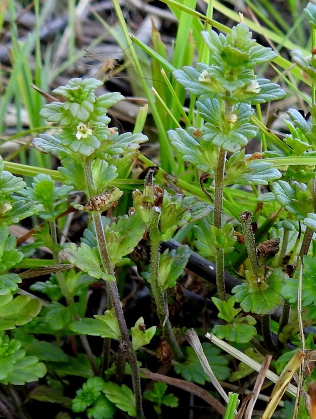 Euphrasia bottnica - perämerensilmäruohon kukinto on versoissa tähkämäisesti. Kukat ovat yksittäin tukilehtensä hangassa. Ne ovat huomattavasti tukilehteään lyhyemmät. KP, Siikajoki, Tauvo, Tauvonniemi, itäranta, Merikylänlahden rantaniitty ja laidunalue Ulkonokanhietikon eteläpuolella, luonnonsuojelualue, 17.7.2021. Copyright Hannu Kämäräinen.
