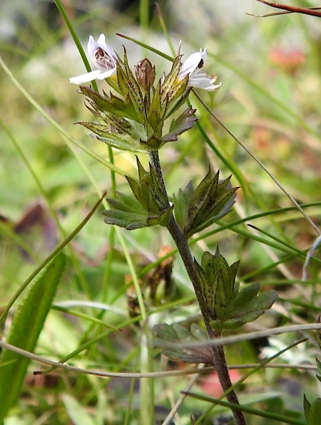 Euphrasia wettsteinii - pohjansilmäruohon kukat ovat perättömät tai kukkaperä on enintään 1 mm pitkä. Verhiö on kapean kellomainen, tavallisesti noin 4-5 mm pitkä, kärjestään neliliuskainen ja vihreäsävyinen tai punaruskealaikkuinen tai -viiruinen. Kärkiliuskat ovat kapean kolmiomaiset ja teräväkärkiset. Niiden osuus verhiön pituudesta on yleensä noin 1,5-2 mm. EnL, Enontekiö, Kilpisjärvi, Saanan koillispuoli, Saanajärven pohjoispäähän laskevan puron isojen kivien peittämä purouoma ja laiteet, n. 700 m mpy, 18.7.2023. Copyright Hannu Kämäräinen.