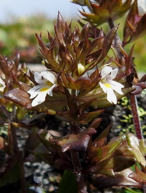 Euphrasia salisburgensis - otasilmäruohon kukka on perätön tai kukkaperä on enintään 0,5 mm pitkä. Verhiö on kapean kellomainen, tavallisesti noin 5-6 mm pitkä, kärjestään neliliuskainen ja kalju. Kärkiliuskat ovat kapean kolmiomaiset ja teräväkärkiset. Niiden osuus verhiön pituudesta on yleensä noin 2,5-3,5 mm. Teriön huulet ovat sinipunajuovaiset. Alahuulessa ja nielun suulla ovat keltaiset, vaihtelevan kokoiset ja muotoiset täplät. Heteitä on neljä, ja ne ovat kahtena eripituisena parina. Tummat ponnet ovat ylähuulen suojassa mutta näkyvillä. Emin vartalo ja sen kärjessä oleva nuppimainen luotti pilkistävät näkyviin ylähuulen alta. Kuvassa kukkivien teriöiden alapuolella näkyy kehittyvä kota siirottavien verhiönliuskojen keskellä. Kodan päässä on vielä kuivunut vartalo. 17.7.2023. Copyright Hannu Kämäräinen.