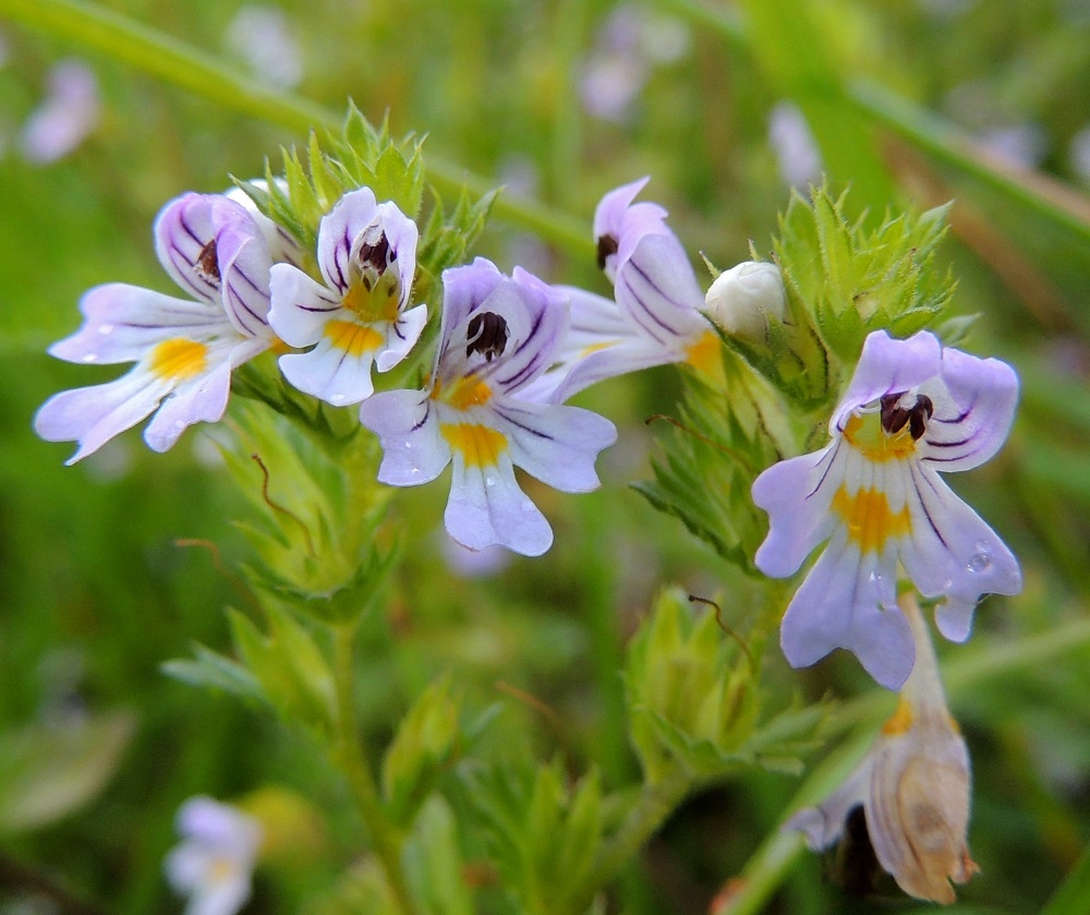 Euphrasia stricta - ketosilmäruohon teriön ylähuuli on nielun ylle kaartuva, kärjestään lyhyesti kaksiliuskainen ja torvesta alkaen noin 3,5-5 mm pitkä. Alahuuli on alaviistoon suuntautunut, ylähuulta pitempi ja torvesta alkaen noin 4,5-7 mm pitkä sekä kärjestään kolmiliuskainen. Liuskat ovat lähes tasalevyiset ja noin 1,5-4 mm pitkät. Ylä- ja alahuulen kärkiliuskat ovat lanttokärkiset. PeP, Pello, Mämmilä, Tornionjoki, Korpikoski Torniontien (tie E8/21) varressa, rantapenkka levähdysalueen kohdalla, 20.7.2013. Copyright Hannu Kämäräinen.