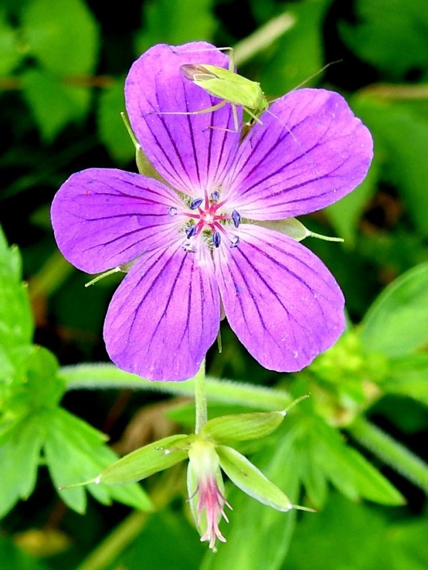 Geranium palustre - ojakurjenpolven kukat ovat kaksineuvoisia. Ensin kehittyvät heteet ja siitepölytuotannon loppuvaiheessa emi luotteineen. Pääpölyttäjinä toimivat pistiäiset, kukkakärpäset ja päiväperhoset. Kuvassa teriöllä asteleva, noin 7-8 mm pitkä tarhakauluslude, Calocoris affinis, ei ole kuitenkaan pölytyspuuhissa, vaikka saattaa sille muiden kasvinesteiden ohella myös mesi maistua. EH, Hämeenlinna, Hauho, Hyömäki, Venehtiantien laide ja laitaoja Tyrnin tilan lähistöllä, 7.7.2021. Copyright Hannu Kämäräinen.