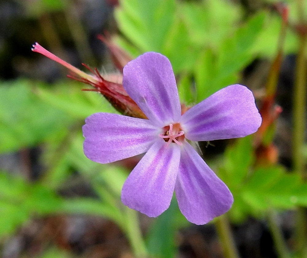 Geranium robertianum - haisukurjenpolven kehänpäällisen sikiäimen kärjessä oleva emin vartalo luotteineen on ennen luottien avautumista noin 3-4 mm pitkä. Luotteja on viisi, ja ne ovat vaaleanpunaiset sekä aktivoituessaan kääntyvät säteittäisesti sivulle. Tässä vaiheessa heteet ovat jo kuihtuneet teriön nielun sisään. Heteiden ja emin vuorottelu estää tehokkaasti itsepölytystä. V, Parainen, Norrby, Kummelbergin korkeakallioinen niemi, länsilaidan jyrkästi mereen laskeva rantakallio, 13.6.2021. Copyright Hannu Kämäräinen.