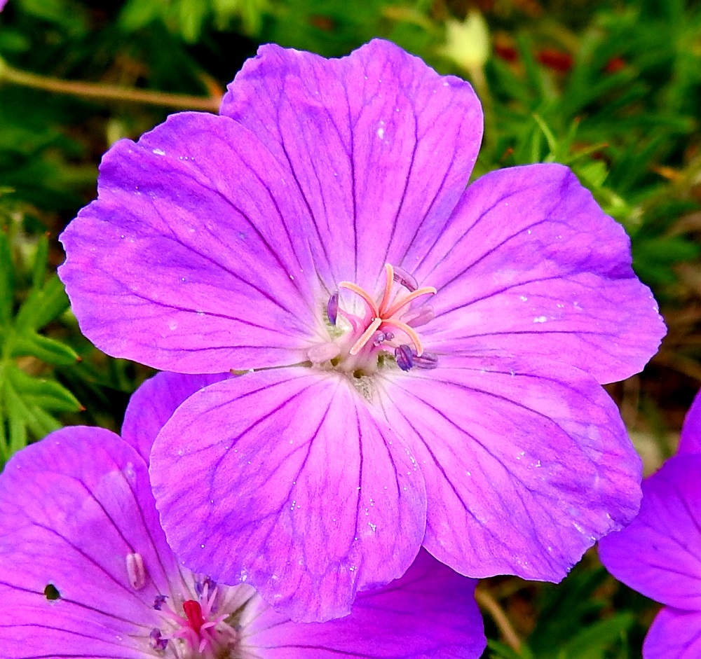 Geranium sanguineum - verikurjenpolven terälehdet ovat tavallisesti noin 15-20 mm pitkät ja leveimmältä kohtaa noin 10-15 mm leveät. Niiden tyvi on valkoinen ja tiheästi karvareunuksinen. Emin vartalon kärjessä on viisi luottia, jotka aktivoituessaan kääntyvät säteittäisesti sivulle. 19.6.2023. Copyright Hannu Kämäräinen.