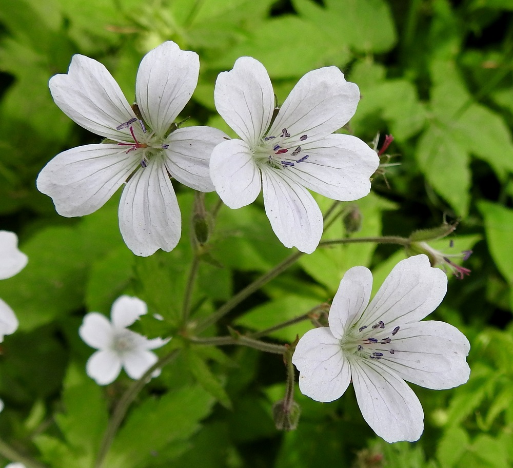 Geranium sylvaticum - metsäkurjenpolvesta esiintyy myös valkoteriöinen muoto, f. albiflorum, jossa vain terälehtien suonet ovat tummemmat. Se on Pohjois-Suomessa etelää yleisempi. Erilehtiset terälehdet ovat lähinnä soikean vastapuikeat, jyrkästi kapeaksi ja lyhyeksi tyviosaksi suippenevat sekä lantto- tai pyöreähköpäiset. EH, Hämeenlinna, Loimalahti, Hirsimäki, Louhoksentien metsäinen laide, 18.6.2017. Copyright Hannu Kämäräinen.