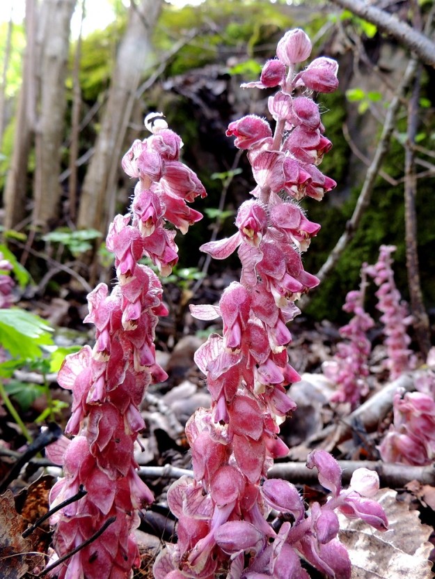 Lathraea squamaria - (pähkinä)suomukan kukinto on varressa toispuolisesti. Kukat ovat enemmän tai vähemmän nuokkuvia. 14.5.2015. Copyright Hannu Kämäräinen.