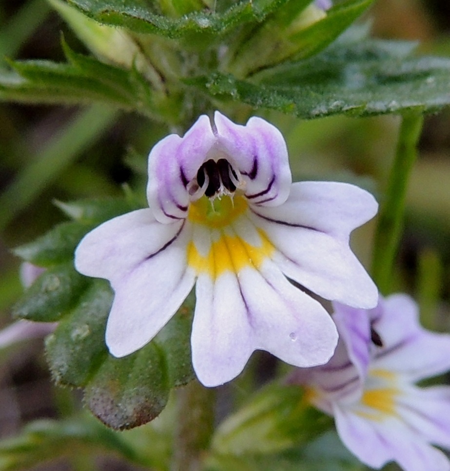 Euphrasia stricta - ketosilmäruohon teriössä ovat alahuulen keskiliuskan tyviosassa ja huulen tyvellä, nielun suulla, keltaiset, vaihtelevan kokoiset ja muotoiset täplät. Kukassa on neljä hedettä, ja ne ovat kahtena eripituisena parina. Palhot ovat kiinnittyneet nielun alapuolelle torveen. Ponnet ovat tumman sinipunaiset tai tummanruskeat, hieman karvaiset ja tyveltään otapäiset. Ne ovat kärjestään hieman taaksepäin kaartuvan ylähuulen kuvun suojassa mutta näkyvillä. Ks, Salla, Varpuselkä, Varpuselän tielenkin pohjoispäästä, ohi Tarsiolehdon (talo) lähtevä pikkutie, joka 2,0 km:n päässä ylittää pienen Kivihaaranjoen, tienlaitaruohikko sillan länsipuolella, 14.7.2015. Copyright Hannu Kämäräinen.