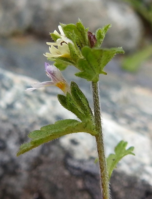 Euphrasia wettsteinii - pohjansilmäruohon teriö on yhdislehtinen, lyhyttorvinen, päästään kaksihuulinen ja karvainen sekä pohjaväriltään valkoinen tai ylähuulen osalta vaalean sinipunainen. Se on takasivultaan, torven tyvestä ylähuulen kärkeen mitaten, 5-7 mm pitkä. Varsi, ja verhiöt ovat hapsikarvaiset, mutta nystykarvat puuttuvat kokonaan. Kuvassa oleva muunnos, turjansilmäruoho, on lajin toista muunnosta, lapinsilmäruohoa, keskimäärin karvaisempi. EnL, Enontekiö, Kilpisjärvi, Mallan luonnonpuisto, Iso-Mallan eteläinen alarinne, Kitsijoen Kitsiputouksen tyvirotko, uoman viereinen kallio, 645 m mpy, 9.7.2018. Copyright Hannu Kämäräinen.
