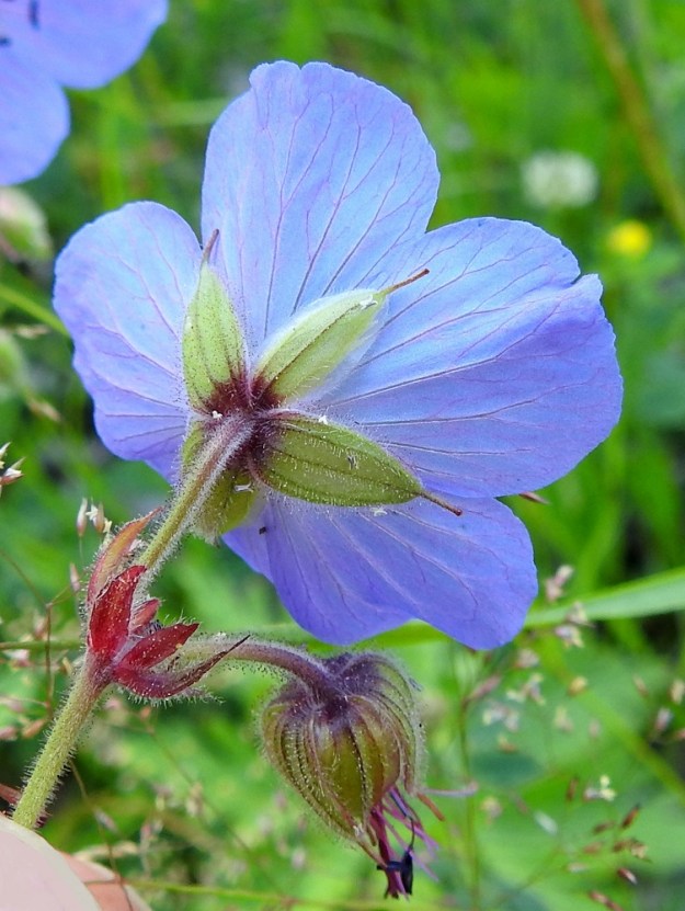 Geranium pratense - kyläkurjenpolven kukkaperä on yleensä noin 10-25 mm pitkä ja hyvin tiheästi siirottavan nystykarvainen. Kukkaperän tyvellä ovat tukilehdet, jotka ovat kapeat, pitkäsuippuisen teräväkärkiset ja vihreät, punertavat tai ruskehtavat. Ne ovat hapsi- ja nystykarvaiset sekä noin 5-12 mm pitkät. Verhiö on erilehtinen, ja verholehtiä on viisi. Ne ovat suikean- tai soikeanpuikeat, otakärkiset, kalvoreunaiset ja vihreät sekä tiheästi nystykarvaiset. Pituutta niillä on tavallisesti noin 12-16 mm ja leveyttä leveimmältä kohtaa noin 3-5 mm. Odan osuus pituudesta on 3-4 mm. EK, Kotka, Halla, saaren eteläosan puuvarastoalue, ajouran laide, 27.6.2020. Copyright Hannu Kämäräinen.
