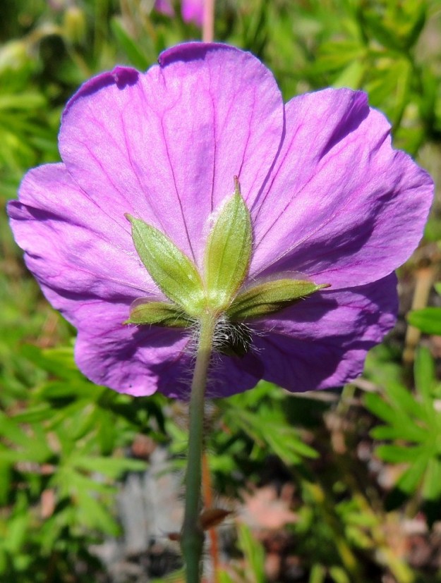 Geranium sanguineum - verikurjenpolven verholehtiä on viisi. Ne ovat suikean- tai soikeanpuikeat, otakärkiset, kalvoreunaiset ja yleensä vihreät sekä hapsikarvaiset. Pituutta niillä on tavallisesti noin 10-13 mm ja leveyttä leveimmältä kohtaa noin 3-4 mm. Odan osuus pituudesta on 1,5-3 mm. Kukintoperä on siirottavasti pitkän hapsikarvainen. Sen puolivälin maissa ovat ruskeat ja hapsikarvaiset esilehdet, jotka ovat kapean kolmiomaiset tai kapeat ja pitkäsuippuisen teräväkärkiset sekä noin 2-4 mm pitkät. 8.6.2014. Copyright Hannu Kämäräinen.