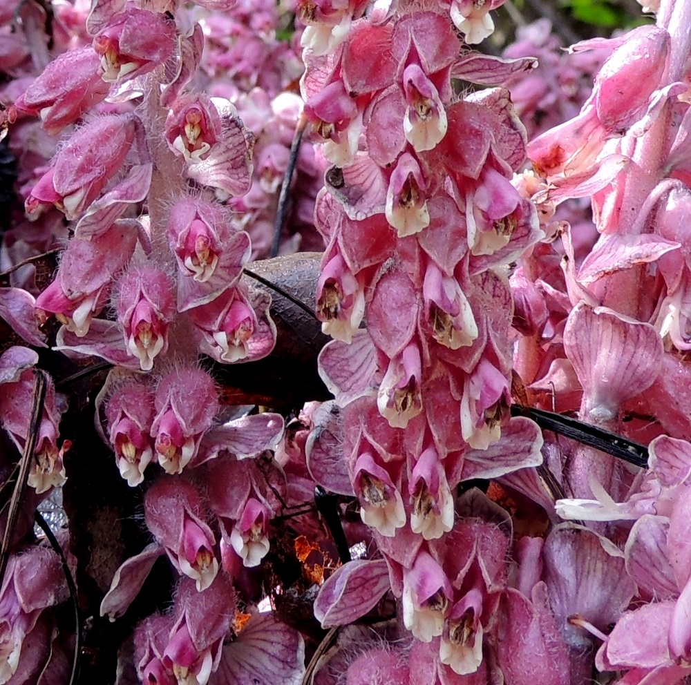 Lathraea squamaria - (pähkinä)suomukan kukan teriö on yhdislehtinen, vastakohtainen ja päästään kaksihuulinen. Ylähuuli on punasävyinen ja alahuuli valkoinen. 14.5.2015. Copyright Hannu Kämäräinen.
