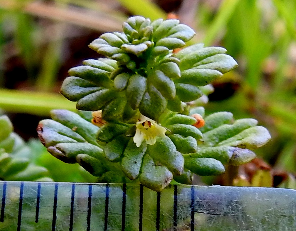 Euphrasia bottnica - perämerensilmäruohon teriön ylähuuli on torvesta alkaen 1,5-1,8 mm pitkä. Alahuuli on alaviistoon suuntautunut, torvesta alkaen 1,7-2 mm pitkä ja kärjestään kolmiliuskainen. Liuskat ovat lähes tasalevyiset ja enintään 1 mm pitkät. Keskiliuskan tyviosassa ja huulen tyvellä, nielun suulla, ovat keltaiset, vaihtelevan kokoiset ja muotoiset täplät. KP, Siikajoki, Tauvo, Tauvonniemi, itäranta, Merikylänlahden rantaniitty ja laidunalue Ulkonokanhietikon eteläpuolella, luonnonsuojelualue, 17.7.2021. Copyright Hannu Kämäräinen.