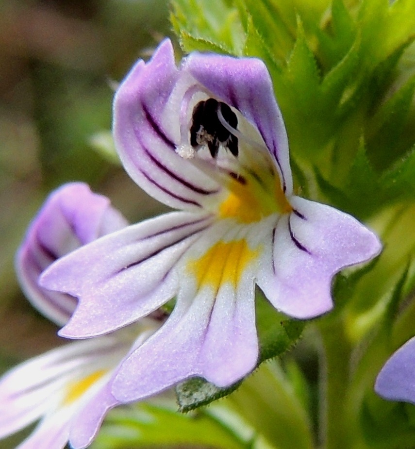 Euphrasia stricta - ketosilmäruohon emin vartalo ja sen kärjessä oleva nuppimainen luotti pilkistävät näkyviin teriön ylähuulen alta. Tumman sinipunaiset viirut ja keltatäplät toimivat hyönteisille mesiviittoina nielun suulle. Silmäruohojen pääpölyttäjinä toimivat kimalaiset ja kukkakärpäset. Itsepölytys kuitenkin lopulta varmistaa, että lähes kaikista kukista kehittyy hedelmä. PeP, Pello, Mämmilä, Tornionjoki, Korpikoski Torniontien (tie E8/21) varressa, rantapenkka levähdysalueen kohdalla, 20.7.2013. Copyright Hannu Kämäräinen.