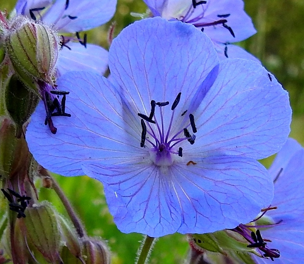 Geranium pratense - kyläkurjenpolven teriö on viisilehtinen. Terälehdet ovat lähinnä soikean tai pyöreämuotoisen vastapuikeat, jyrkästi kapeaksi ja lyhyeksi tyviosaksi eli kynneksi suippenevat sekä pyöreähkö- tai tylpähköpäiset. Terälehdet ovat tavallisesti noin 15-20 mm pitkät ja leveimmältä kohtaa noin 13-18 mm leveät. Heteitä on kymmenen, ja ne ovat lopulta noin 10-13 mm pitkät. EK, Kotka, Halla, saaren eteläosan puuvarastoalue, ajouran laide, 27.6.2020. Copyright Hannu Kämäräinen.