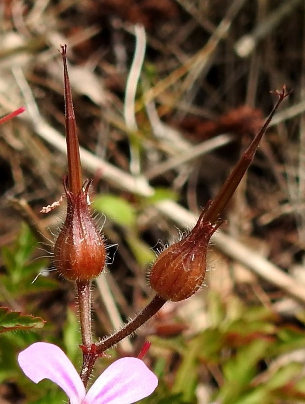 Geranium robertianum - haisukurjenpolven sikiäimestä kasvaa pysty, viisiosainen, lyhytkarvaista kärkiosaa lukuun ottamatta kaljuhko ja kypsänä ruskea lohkohedelmä, jossa on pitkä, nokkamainen ja siemenetön runko-osa, jonka huipussa on kuivunut vartalo luotteineen. Kokonaisuus on yleensä noin 20-22 mm pitkä. Varsinaiset hedelmykset ovat kypsymiseensä saakka verholehtien suojassa. Hedelmäperät ovat pystyt tai yläviistot. Perien tyvellä ovat korvakemaiset, vain noin 1 mm pitkät tukilehdet. A, Maarianhamina, Länsisatama, Svibyvikenin itäranta, Badhusbergetin tyvi, Sjöpromenaden-rantatien ja merenrannan välinen, kivikkoinen rantapenger, 12.6.2024. Copyright Hannu Kämäräinen.