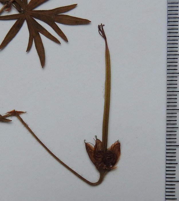 Geranium sanguineum - verikurjenpolven sikiäimestä kasvaa pysty, viisiosainen, lyhytkarvainen ja kypsänä ruskea lohkohedelmä, jossa on pitkä, nokkamainen ja siemenetön kärkiosa, jonka huipussa on kuivunut vartalo luotteineen. Hedelmäperät ovat lopulta usein alaspäin taipuneen kaarevat tai koukkumaiset. Lohkohedelmä on kokonaisuudessaan yleensä noin 35-45 mm pitkä. Sen viisi ruskeaa, pitkänpyöreähköä ja yksisiemenistä hedelmystä ovat noin 4-5 mm pitkiä ja 2,5-3 mm paksuja. Ne sijoittuvat säteittäisesti hedelmärangan tyven ulkopuolelle. Ennen kypsymistään ne ovat verholehtien suojassa. A, Eckerö, Marby, Marbyvägenin länsipuoli Insundet- lammen kohdalla, lehtomainen rinnemetsä, 16.7.1988. Kuva näytteestä, copyright Hannu Kämäräinen.