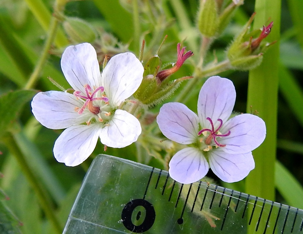 Geranium sylvaticum - metsäkurjenpolven pienikukkaisen muodon teriö on tavallisesti noin 15-20 mm leveä. Terälehdet ovat yleensä noin 8-10 mm pitkät ja leveimmältä kohtaa noin 4-5 mm leveät. Pieniteriöiset yksilöt ovat pelkästään emikukkaisia. Niissä heteet kyllä kasvavat näkyviin, mutta ne jäävät kehittymättömiksi. Metsäkurjenpolven emin vartalo luotteineen on ennen luottien avautumista noin 4-6 mm pitkä. Luotteja on viisi, ja ne ovat punaiset sekä aktivoituessaan kääntyvät säteittäisesti sivulle. ES, Kouvola, Kurvi, Valkealanväylän itäpuolisen Suursuonojan laide raviradan pohjoispuolisen sorakentän laidassa, 9.6.2018. Copyright Hannu Kämäräinen.