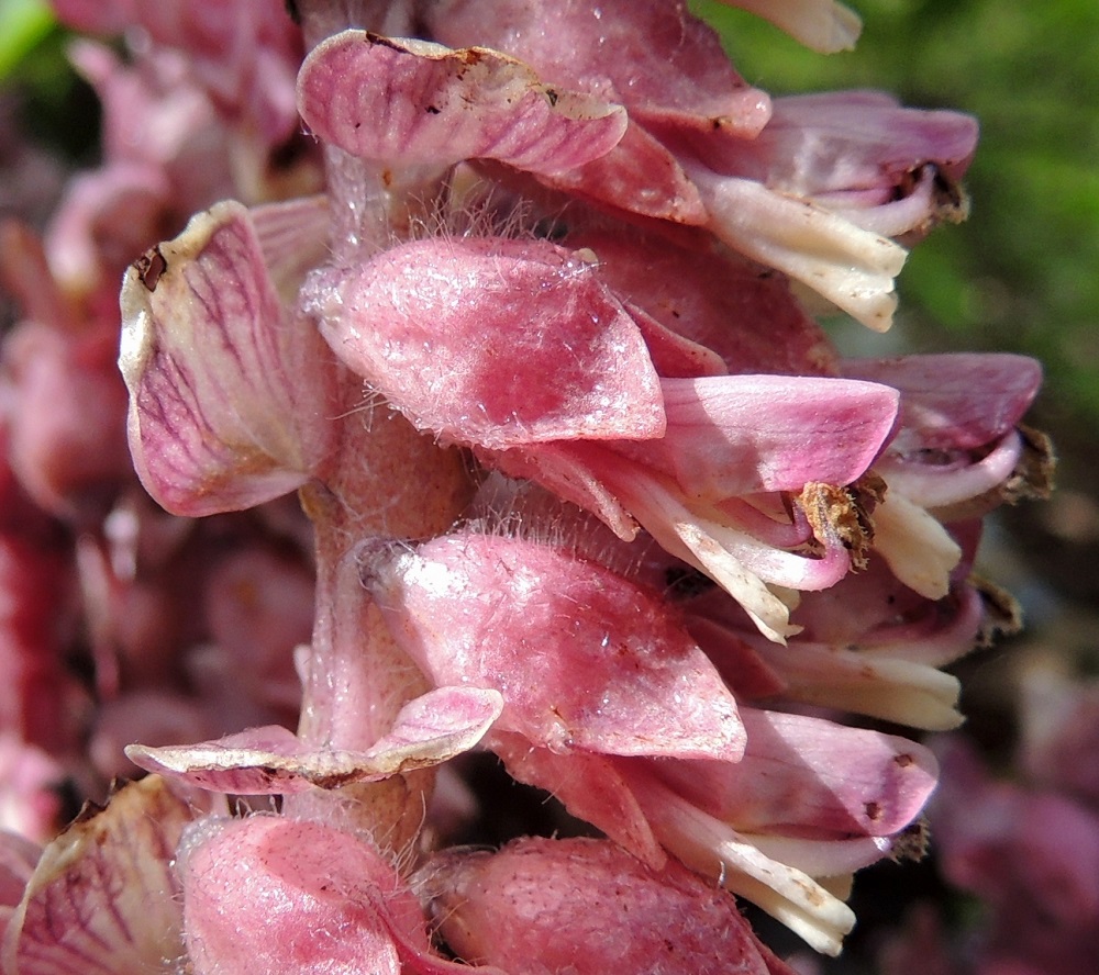 Lathraea squamaria - (pähkinä)suomukan kukan verhiö on kellomainen, neliliuskainen, tukilehtien värinen ja pitkäkarvainen sekä nystykarvainen. Se on yleensä noin 10 mm pitkä. Kärkiliuskat ovat kolmiomaiset, ja niiden osuus verhiön pituudesta on noin 3,5-4,5 mm. Teriö on tavallisesti noin 14-17 mm pitkä, suoratorvinen ja päältä kalju. Ylähuuli on suora ja noin 5-7 mm pitkä. Alahuuli on noin samanmittainen eikä paljonkaan alaspäin suuntautunut. Heteitä on neljä, ja ne ovat kahtena eripituisena parina. Palhot ovat lyhyesti nystykarvaiset ja ponnet kellanruskehtavat ja karvaiset. 14.5.2015. Copyright Hannu Kämäräinen.