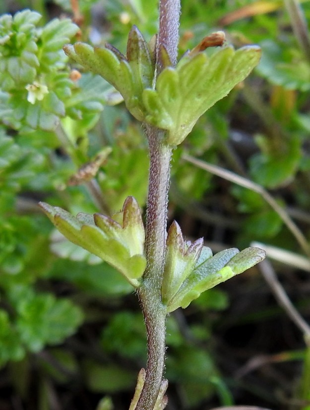 Euphrasia bottnica - perämerensilmäruohon kukkaperä on enintään 0,5 mm pitkä. Verhiö on kapean kellomainen, tavallisesti noin 3-4 mm pitkä, kärjestään neliliuskainen ja kaljuhko. Kärkiliuskat ovat kolmiomaiset, ja niiden osuus verhiön pituudesta on yleensä noin 1-1,5 mm. KP, Siikajoki, Tauvo, Tauvonniemi, itäranta, Merikylänlahden rantaniitty ja laidunalue Ulkonokanhietikon eteläpuolella, luonnonsuojelualue, 17.7.2021. Copyright Hannu Kämäräinen.