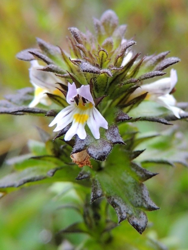 Euphrasia wettsteinii - pohjansilmäruohon teriö on huulistaan sinipunajuovainen. Ylä- ja alahuulen kärkiliuskat ovat lanttokärkiset. Alahuulen keskiliuskan tyviosassa ja huulen tyvellä, nielun suulla, ovat keltaiset, vaihtelevan kokoiset ja muotoiset täplät. EnL, Enontekiö, Kilpisjärvi, Mallan luonnonpuisto, Kalottireitin varsi kookkaimman Mallalammen itäpuolella, tunturikangas, 600 m mpy, 19.7.2013. Copyright Hannu Kämäräinen.