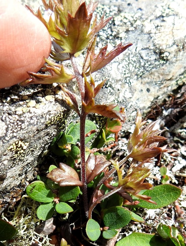 Euphrasia salisburgensis - otasilmäruohon yksilöt ovat haarattomia tai niukkahaaraisia. Varsi voi haaroa myös tyviosastaan. 17.7.2023. Copyright Hannu Kämäräinen.