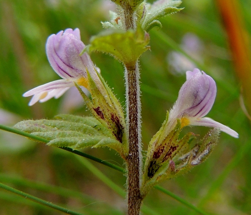 Euphrasia stricta - ketosilmäruohon kukkaperä on enintään 1 mm pitkä. Verhiö on kapean kellomainen, tavallisesti noin 5-7 mm pitkä, kärjestään neliliuskainen ja lyhytkarvainen ja lyhyesti nystykarvainen. Toisinaan nystykarvat voivat puuttua kokonaan. Kärkiliuskat ovat kapean kolmiomaiset ja pitkäsuippuisen teräväkärkiset. Niiden osuus verhiön pituudesta on yleensä noin 1,5-3,5 mm. Nystykarvojen määrä vaihtelee eri kasvustoissa. Kuvassa olevan hentoketosilmäruohon varressa on aivan poikkeuksellisen tiheä nystykarvoitus. Ks, Salla, Onkamo, Hossoaavantien ja Onkamontien risteys, ojaluiska, 14.7.2015. Copyright Hannu Kämäräinen.