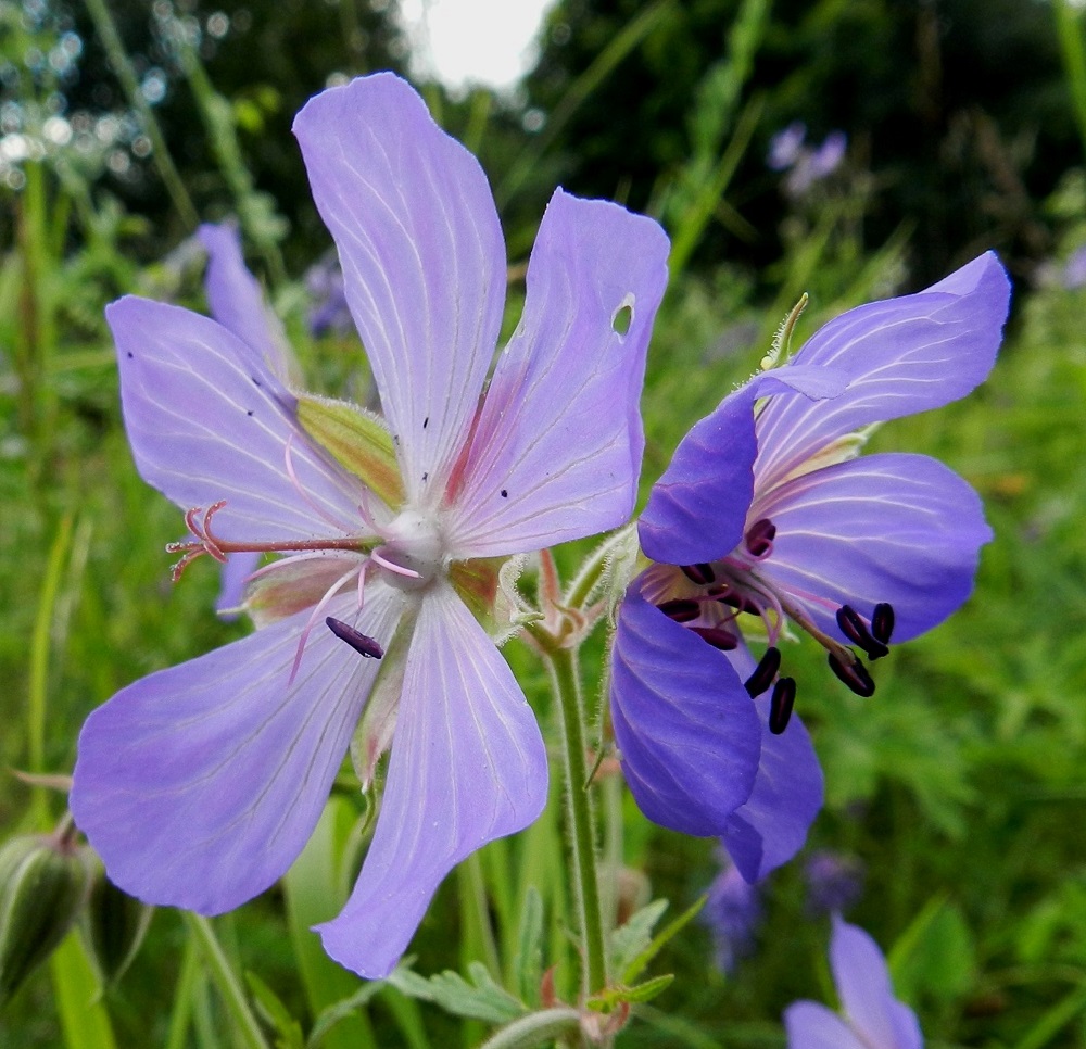 Geranium pratense - kyläkurjenpolven heteiden palhojen tyvet peittävät kehänpäällistä sikiäintä. Sen kärjessä oleva emin vartalo luotteineen on ennen luottien avautumista noin 8-12 mm pitkä. Luotteja on viisi, ja ne ovat punaiset sekä aktivoituessaan kääntyvät säteittäisesti sivulle. Kuten kuvasta on nähtävissä, kukat ovat ensin hedevaiheiset. Emiö on aktiivisimmillaan vasta, kun heteet ovat luovuttaneet siitepölynsä tai jo karisseet. Tämä järjestys ehkäisee itsepölytystä. ES, Lappeenranta, Kesämäen kaupunginosan itäpuoli, vanhan, käyttämättömän radan penger Ratakadun sillan pohjoispuolella, 11.7.2012. Copyright Hannu Kämäräinen.