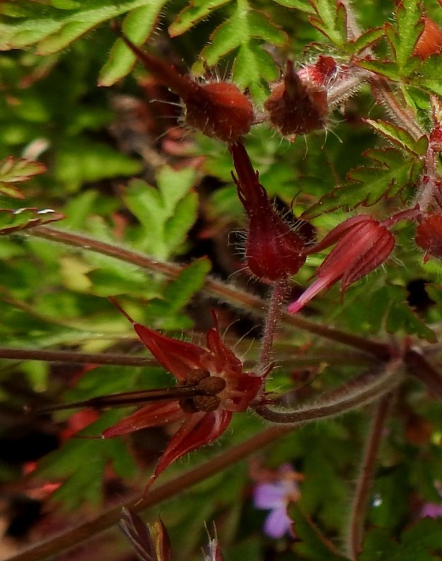 Geranium robertianum - haisukurjenpolven lohkohedelmän viisi ruskeaa, pitkänpyöreähköä, kaljuhkoa ja kurttuisen verkkoharjuista hedelmystä sijoittuvat säteittäisesti hedelmärangan tyven ulkopuolelle. Hedelmykset ovat yksisiemenisiä, noin 2,5-3 mm pitkiä ja 1-1,3 mm paksuja lokeroita. A, Maarianhamina, Länsisatama, Svibyvikenin itäranta, Badhusbergetin tyvi, Sjöpromenaden-rantatien ja merenrannan välinen, kivikkoinen rantapenger, 12.6.2024. Copyright Hannu Kämäräinen.