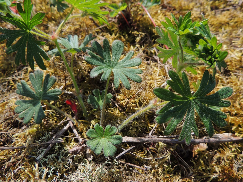 Geranium sanguineum - verikurjenpolven aluslehtien ruoti on tiheästi pitkän hapsikarvainen ja useimmiten noin 5-10 cm pitkä. Lehtilapa on ulkokehältään pyöreähkö, kourasuoninen ja 5-7-liuskaisesti syvään sormijakoinen. Aluslehdet ovat kukintavaiheessa yleensä jo kuihtuneet. A, Lemland, eteläpää, Björkö, Herröskatanin pohjoispuolinen Grillskärin niemi, ketoalue, 31.5.2013. Copyright Hannu Kämäräinen.