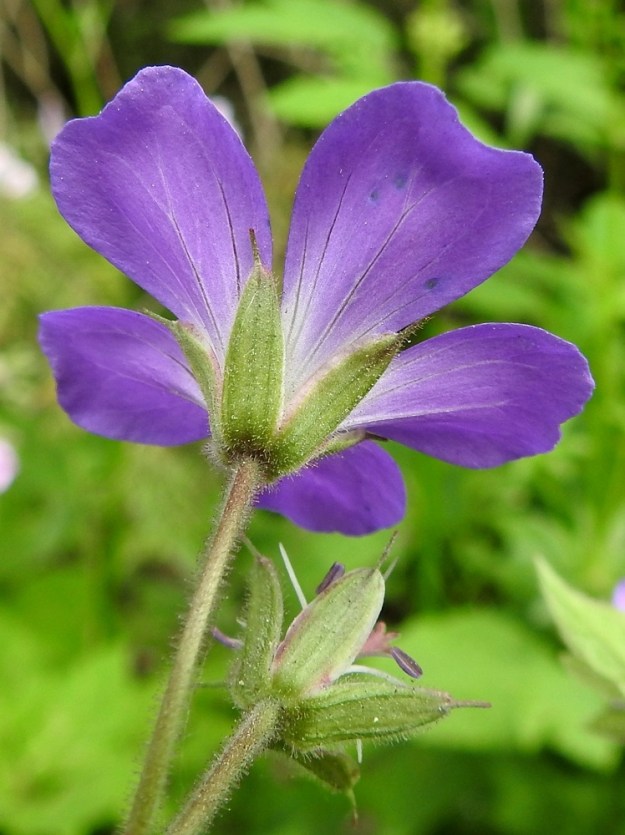 Geranium sylvaticum - metsäkurjenpolven verhiö on viisilehtinen. Verholehdet ovat suikean- tai soikeanpuikeat, otakärkiset, kapeasti kalvoreunaiset ja vihreät sekä tiheästi nystykarvaiset. Pituutta niillä on tavallisesti noin 8-12 mm ja leveyttä leveimmältä kohtaa noin 2-3 mm. Odan osuus pituudesta on 1-3 mm. Latvaosan haarat, kukkaperät ja verhiöt ovat tiheästi nystykarvaiset. EH, Hämeenlinna, Loimalahti, Hirsimäki, Louhoksentien metsäinen laide, 18.6.2017. Copyright Hannu Kämäräinen.