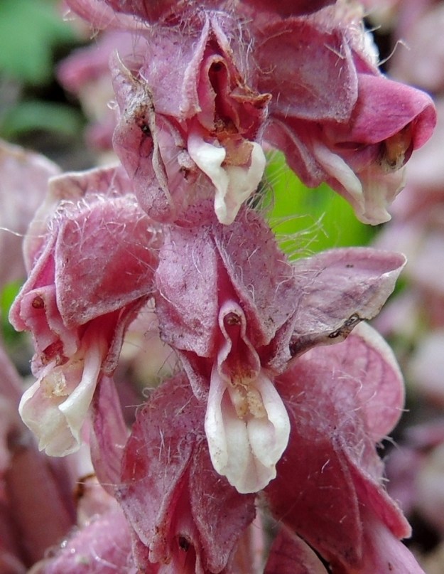 Lathraea squamaria - (pähkinä)suomukan teriön ylähuuli on nielun ylle kapean kuperana kaartuva ja kärjestään avoin sekä ehyt. Alahuuli on kouru ja matalahampainen. Emin vartalo ja sen kärjessä oleva nuppimainen luotti pilkistävät näkyviin ylähuulen alta. Myöhemmin vartalo pitenee ja näkyy selvemmin. 14.5.2015. Copyright Hannu Kämäräinen.