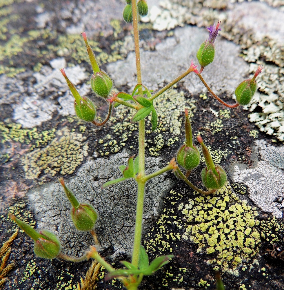 Geranium molle - pehmytkurjenpolven sikiäimestä kasvaa pysty, viisiosainen, hyvin lyhytkarvainen ja kypsänä ruskea lohkohedelmä, jossa on pitkä, nokkamainen ja siemenetön kärkiosa, jonka huipussa on kuivunut vartalo luotteineen. Kokonaisuus on yleensä noin 8-12 mm pitkä. Hedelmäperät ovat lopulta usein alaspäin taipuneen kaarevat tai koukkumaiset. Lohkohedelmän viisi hedelmystä ovat ennen kypsymistään verholehtien suojassa. 30.5.2013. Copyright Hannu Kämäräinen.