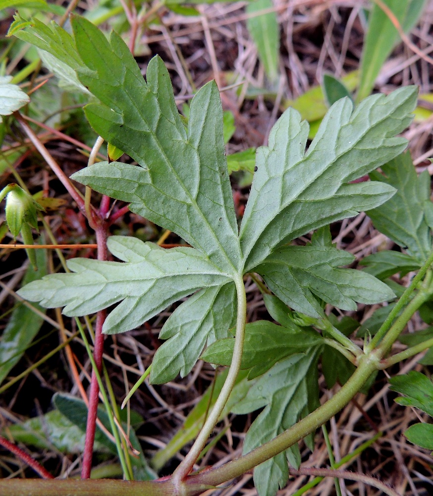 Geranium sibiricum - siperiankurjenpolven lehtien pääliuskat ovat lähinnä suikean- tai soikeanpuikeat, kiilatyviset ja toistamiseen suippoliuskaiset ja suipon isohampaiset. Lehtiruoti on useimmiten noin 1-10 cm pitkä lyheten latvaa kohti. 8.7.2015. Copyright Hannu Kämäräinen.