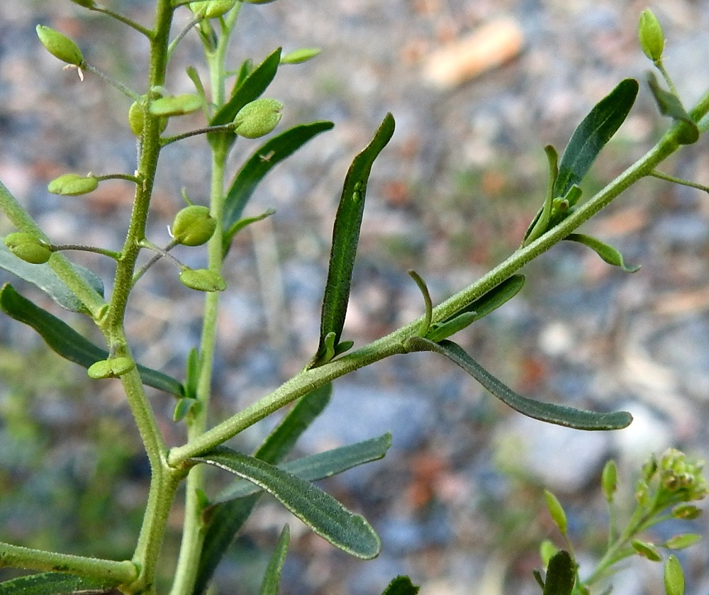 Lepidium neglectum - rikkakrassin tyviosan yläpuoliset lehdet ovat lähes tai aivan tasasoukat, ehytlaitaiset ja suippo- tai pyöreäpäiset. Pituutta niillä on yleensä noin 1-5 cm ja leveyttä leveimmältä kohtaa noin 0,2-0,5 cm. Kaikki lehdet ovat vihreät tai harmaanvihreät ja kaljut tai erittäin lyhytkarvaiset. Varsi on matalasärmäinen tai liereähkö, vihreä tai kellanvihreä ja tiheästi hyvin lyhytkarvainen. 24.6.2024. Copyright Hannu Kämäräinen.