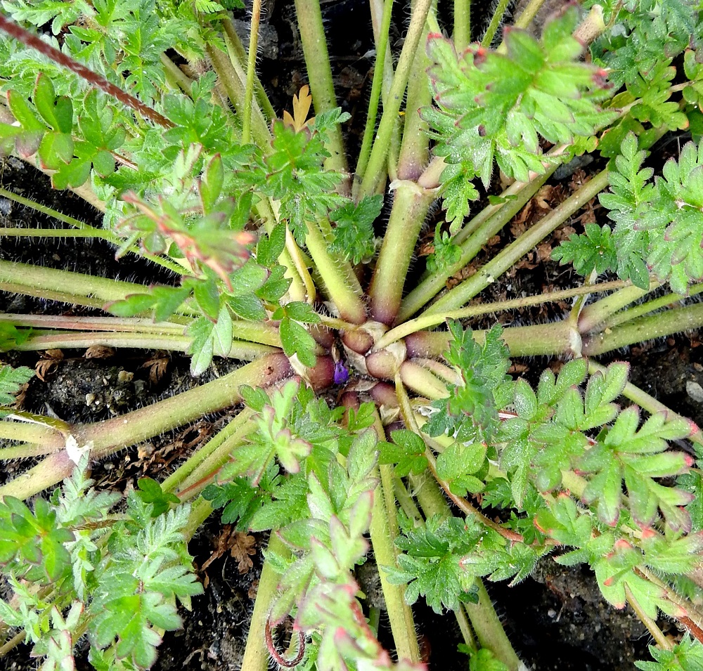 Erodium cicutarium - peltokurjennokan varret ovat haaroineen vihreä- tai punaruskeasävyiset ja tylppäsärmäiset tai liereähköt. Ne ovat siirottavan ja/tai kähärän hapsikarvaiset sekä nystykarvaiset. EH, Hämeenlinna, Pullerinmäki, Tiiriö, Katsastusmiehentien varrella olevan polttoaineen jakeluaseman ja pesuhallin tontin kapea istutuskaista, 7.6.2020. Copyright Hannu Kämäräinen.