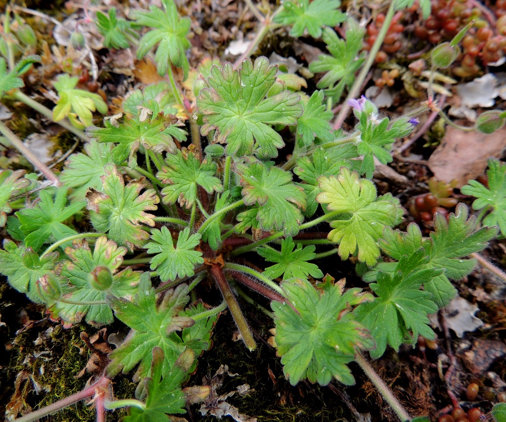 Geranium molle - pehmytkurjenpolven tyvilehtien ruoti on useimmiten noin 3-7 cm pitkä. Lapa on ulkokehältään pyöreä, tyviloveltaan kapea, kourasuoninen ja 5-7-liuskaisesti sormijakoinen sekä tavallisesti noin 1,5-3 cm läpimitaltaan. 30.5.2013. Copyright Hannu Kämäräinen.