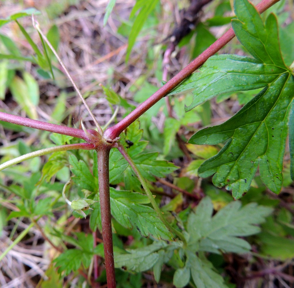 Geranium sibiricum - siperiankurjenpolven varret ja haarat ovat vaihtelevasti alaspäisen ja valkoisen hapsikarvaiset. Kuvan yksilöllä karvoitus on vähäistä. Haarojen nivelkohdat ovat pulleat. Lehtiruodin tyvellä on korvakepari, joka on lähes kalvomainen, kapea, pitkäsuippuisen teräväkärkinen ja noin 3-6 mm pitkä. 8.7.2015. Copyright Hannu Kämäräinen.