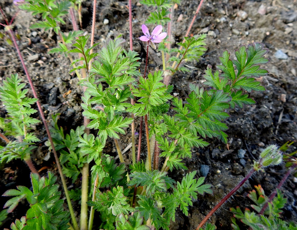 Erodium cicutarium - peltokurjennokan tyvi- ja varsilehtien lapa on sulkasuoninen, parilehdykkäinen ja ulkokehältään lähinnä soikeahko sekä tavallisesti noin 3-15 cm pitkä ja leveimmältä kohtaa noin 1,5-5 cm leveä. Ylimmät lehdet ovat em. mittoja pienemmät. EH, Hämeenlinna, Pullerinmäki, Tiiriö, Katsastusmiehentien varrella olevan polttoaineen jakeluaseman ja pesuhallin tontin kapea istutuskaista, 7.6.2020. Copyright Hannu Kämäräinen.