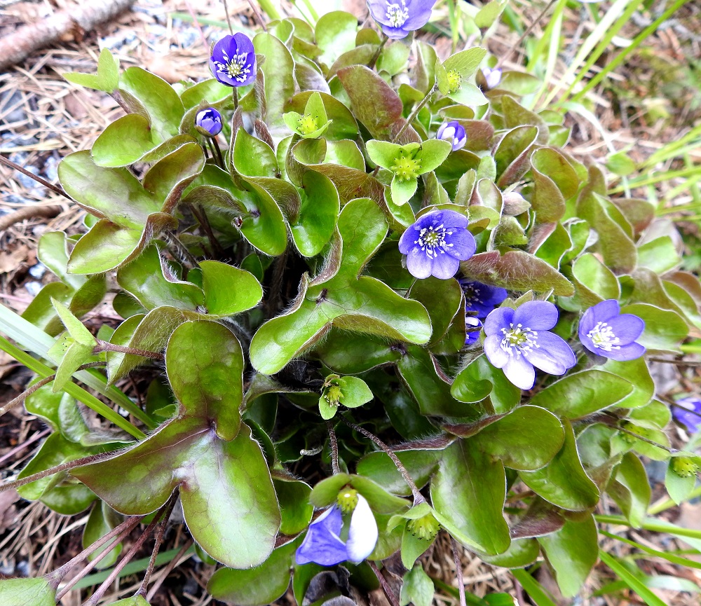 Hepatica nobilis - (lehto)sinivuokon kukinnan loppuvaiheessa uudet ruusukelehdet ovat yleensä jo valmiit ja avautuvat hiljalleen. Alapinta on vielä pitkä- ja tiheäkarvainen. EH, Hämeenlinna, Loimalahti, Hirsimäki, Näsiäntien ja Esikontien välinen metsäharjanne, harjanteen ylittävän kävelytien laide, 9.5.2025. Copyright Hannu Kämäräinen.