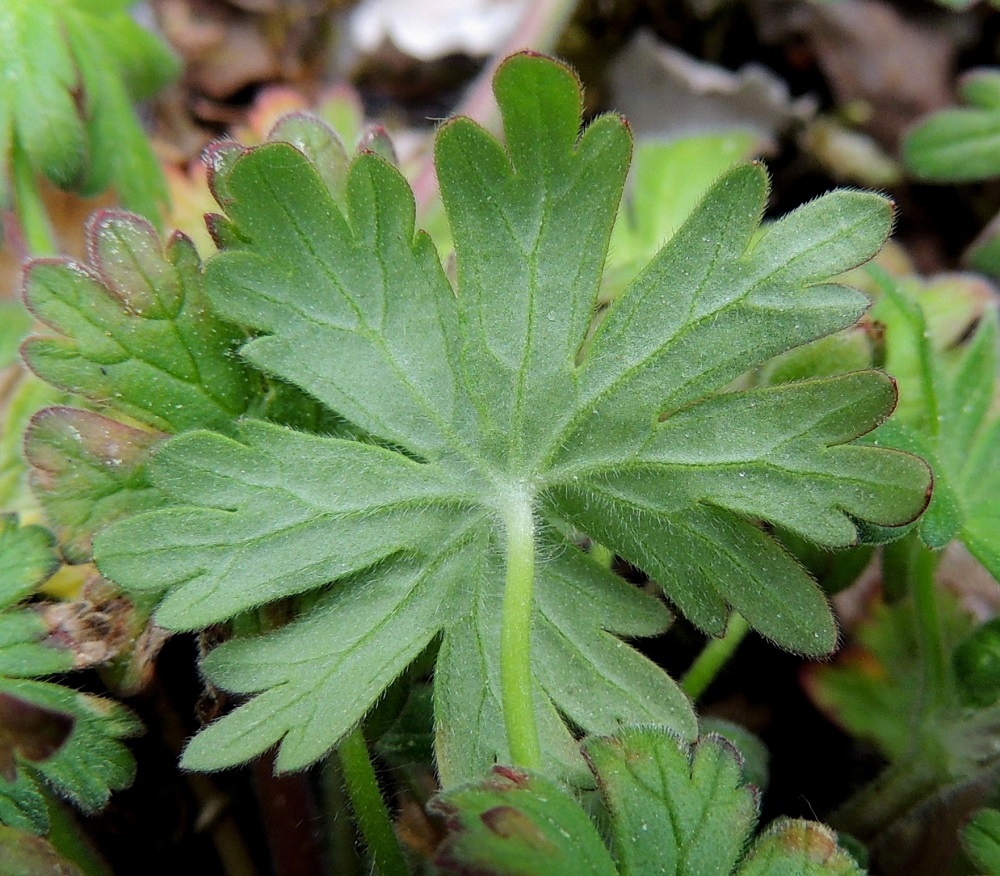 Geranium molle - pehmytkurjenpolven lehtilavan pääliuskojen kärkiliuskoja on yleisimmin kolme, mutta määrä vaihtelee kuitenkin kahdesta viiteen. Ne ovat useimmiten noin 3-5 mm pitkät ja pyöreä- tai suippokärkiset. Lehtilapa on alta harmaanvihreä ja pinnaltaan sekä laidoiltaan pehmeän hapsikarvainen. 30.5.2013. Copyright Hannu Kämäräinen.