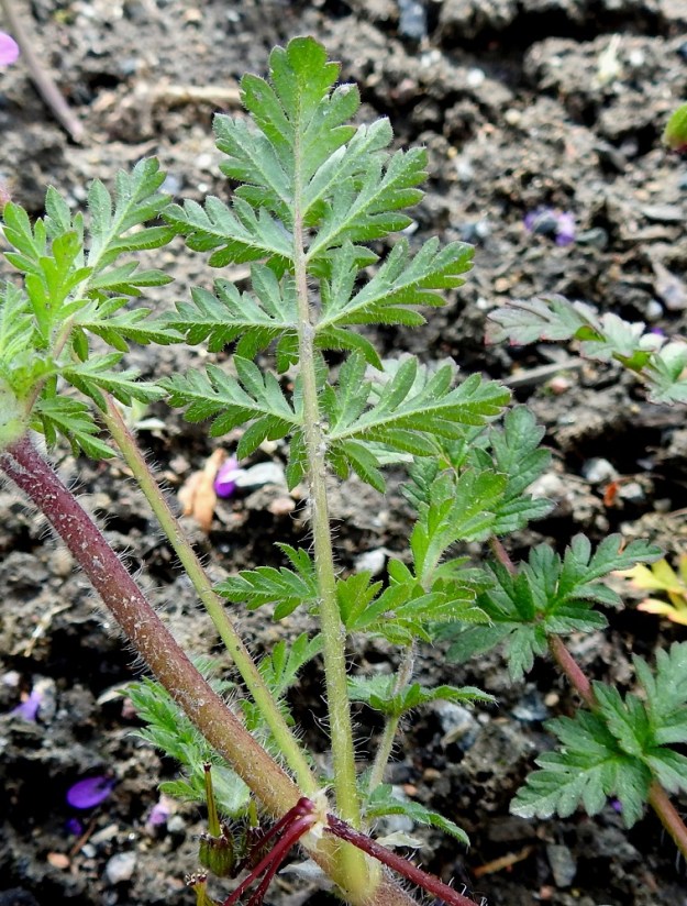 Erodium cicutarium - peltokurjennokan sivulehdyköiden karvoitus on pisintä alapinnan keskisuonessa. EH, Hämeenlinna, Pullerinmäki, Tiiriö, Katsastusmiehentien varrella olevan polttoaineen jakeluaseman ja pesuhallin tontin kapea istutuskaista, 7.6.2020. Copyright Hannu Kämäräinen.