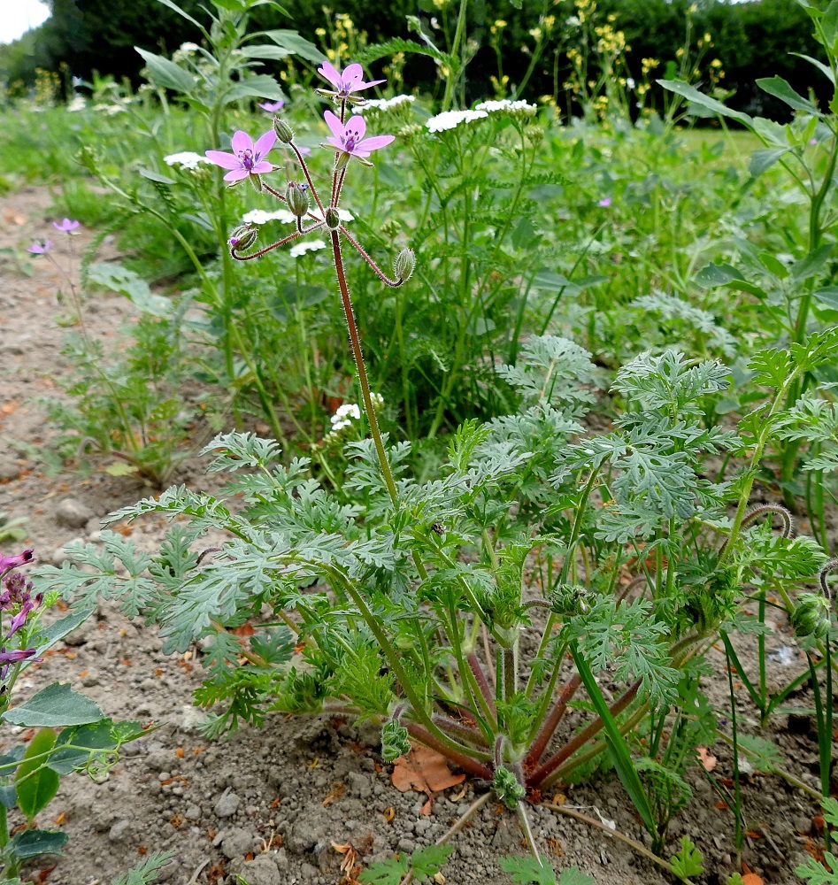 Erodium cicutarium - peltokurjennokka on yksi- tai kaksivuotinen, monimuotoinen ja aluksi pysty ruoho. Ensimmäiset kukinnot ovat varren tyvellä lehtihangoissa. Kukintoperä on haaraton, lehdetön ja tavallisesti noin 4-15 cm pitkä. EH, Hämeenlinna, Luolaja, Aleksis Kiven kadun laita Kreetankujan kulmauksessa, jossa uusi, nurmettamaton putkilinja, 9.7.2024. Copyright Hannu Kämäräinen.