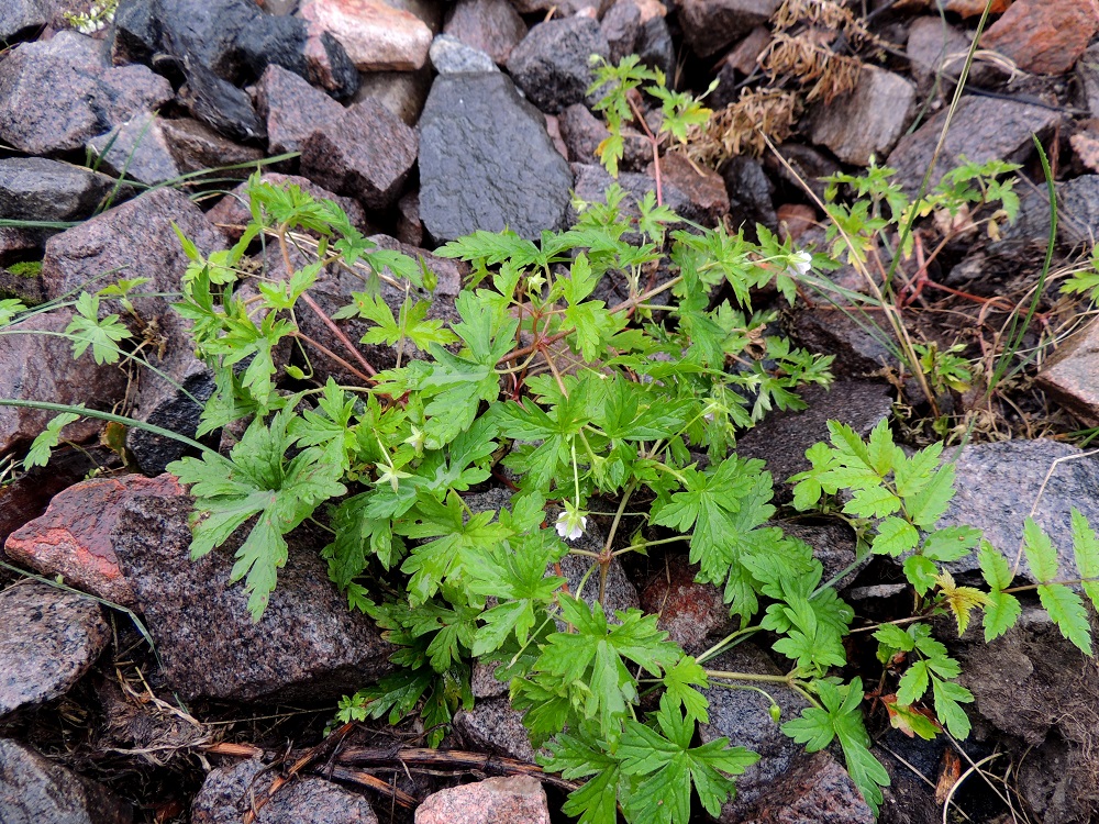 Geranium sibiricum - siperiankurjenpolvi on monivuotinen, rento ja harittavahaarainen ruoho, joka on tavallisesti noin 20-50 cm pitkä. Se on nimensä mukaisesti itäinen laji, jonka kasvualueet yltävät Uralilta Venäjän poikki Ukrainaan ja Romaniaan. Suomessa laji on harvinainen venäläistulokas ja myös satunnaisehko puutarhakarkulainen. Tulokkaana se on osoittanut vakiintumispyrkimyksiä Etelä-Savon eliömaakunnassa. Yksittäisiä, tuoreempia, enimmäkseen viljelykarkulaishavaintoja on joistakin muistakin eliömaakunnista. ES, Imatra, Mansikkala, Keskusasema, radanvarren sepeli, 8.7.2015. Koko kuvasarja on samalta kasvupaikalta. Copyright Hannu Kämäräinen.