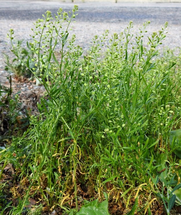 Lepidium neglectum - rikkakrassi on yksi- tai kaksivuotinen, useimmiten pysty ja lähes hajuton ruoho, joka on tavallisesti noin 15-30 cm korkea. U, Helsinki, Laajasalo, Tahvonlahti-merenlahden koillispuoli, Mellinintien laita, 24.6.2024. Ellei toisin mainita, kuvat ovat tältä samalta kasvupaikalta. Copyright Hannu Kämäräinen.