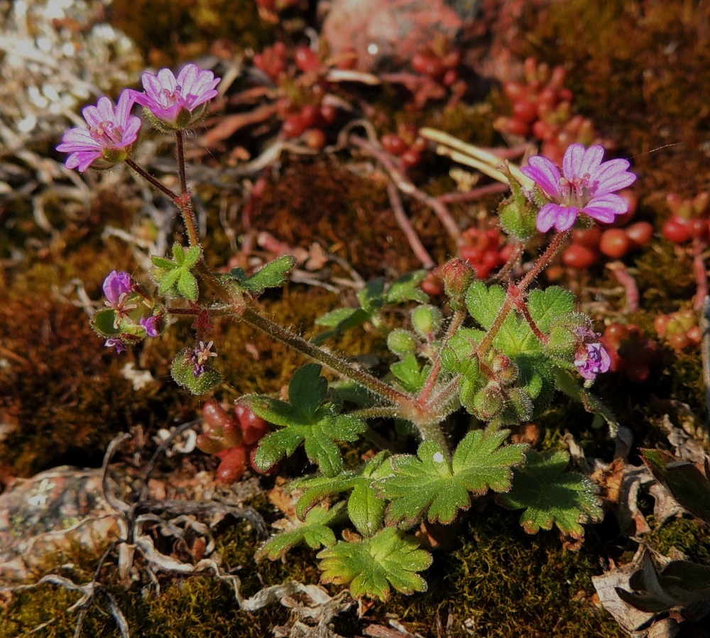 Geranium molle - pehmytkurjenpolven varret ovat vihreä- tai punaruskeasävyiset, liereät ja siirottavasti pitkän hapsikarvaiset sekä ylempää myös lyhyen nystykarvaiset. Lajin kasvupaikkoina ovat lähinnä paahteiset kalliokedot, kivikot, rauniot ja piha-alueet sekä kylvönurmikot. Myös Manner-Suomen satunnaishavainnoista suurin osa liittyy nurmialueisiin ja niiden liepeisiin, joille pehmytkurjenpolvi on saapunut nurmisiementen mukana. 31.5.2013. Copyright Hannu Kämäräinen.